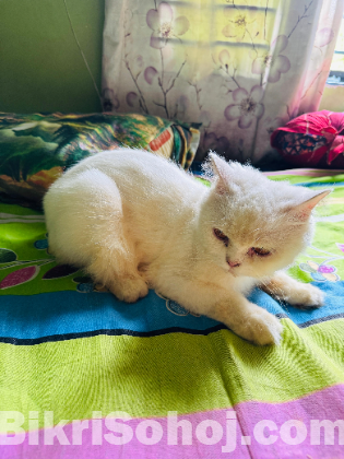 Pure Persian cat